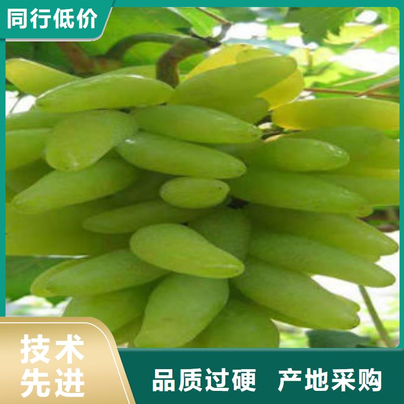 【葡萄苗】李子苗厂家实力大
