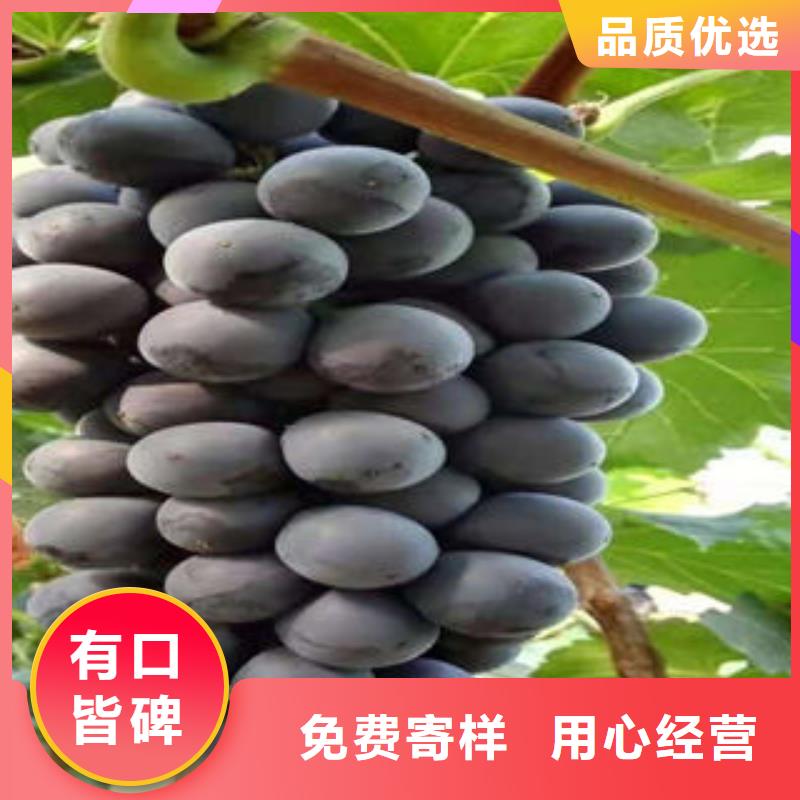 【厂家型号齐全 葡萄苗-花椒苗质优价保】-(兴海)