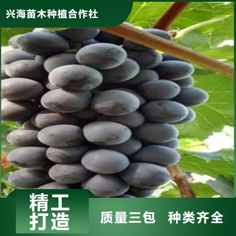 葡萄苗-核桃苗追求品质