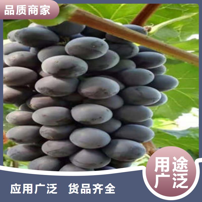【葡萄苗】-板栗苗诚信经营质量保证