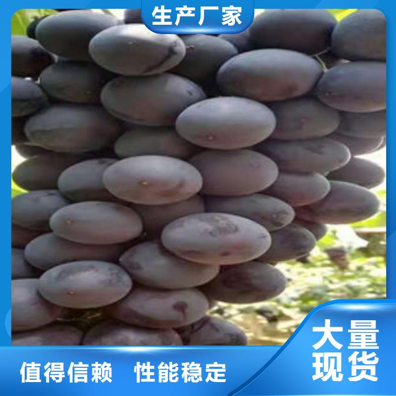 【葡萄苗】-板栗苗诚信经营质量保证