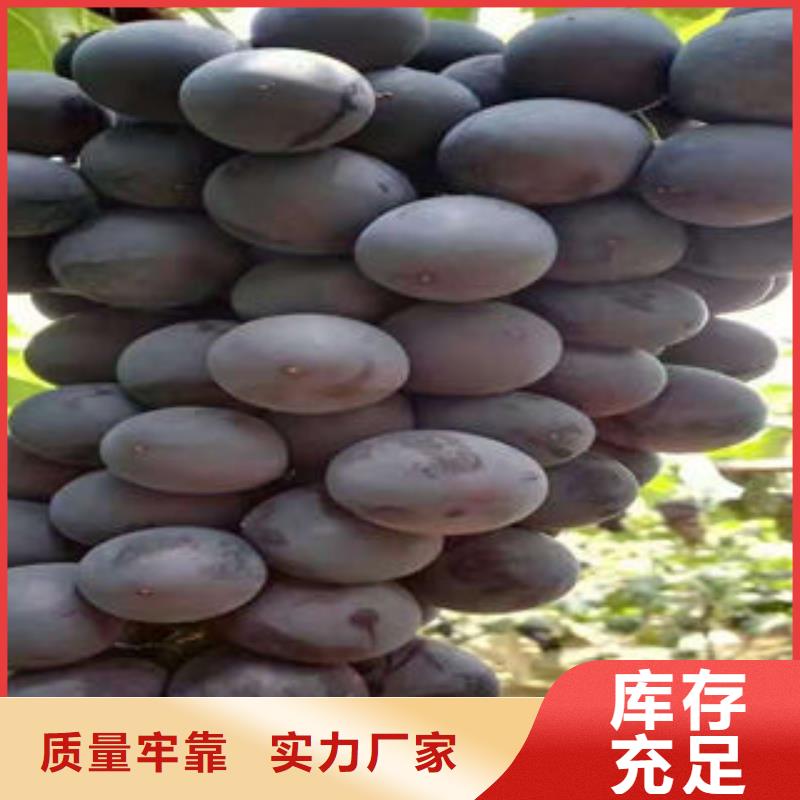【 葡萄苗板栗苗定制不额外收费】