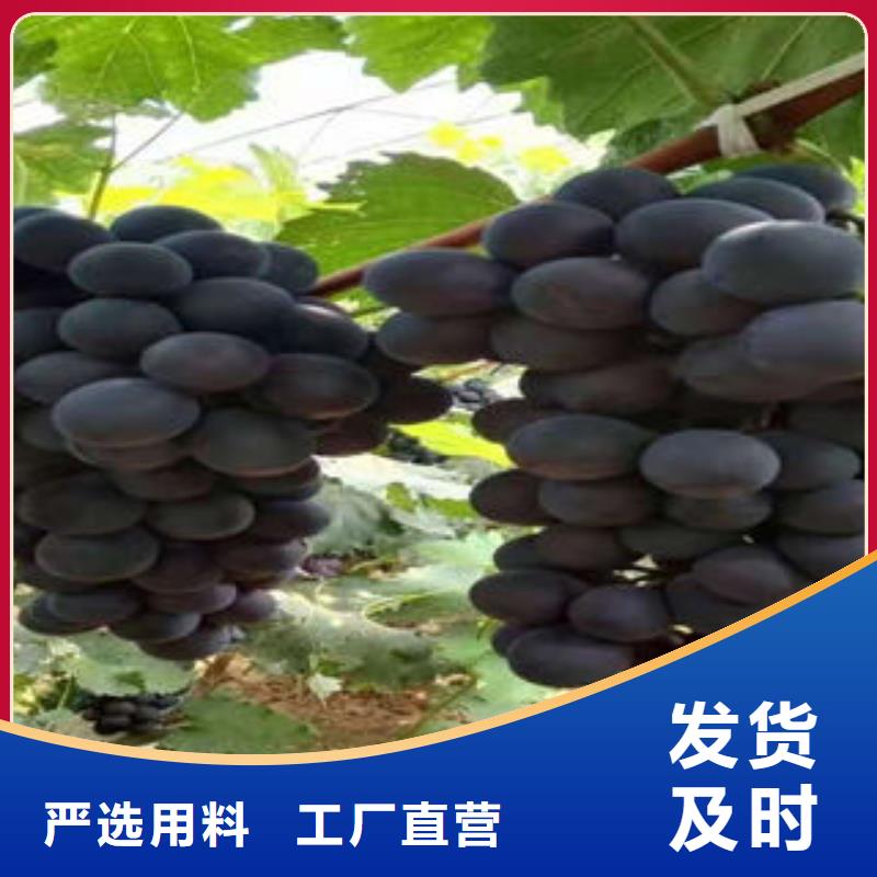质量安心葡萄苗,【核桃苗】价格实惠