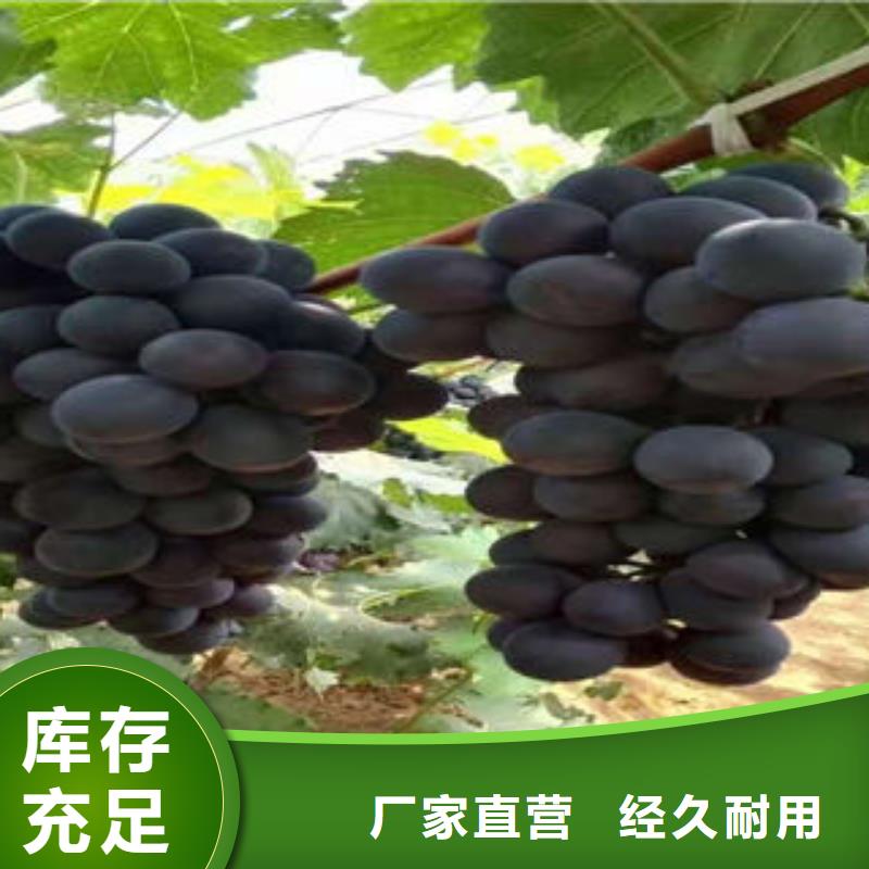 【厂家型号齐全 葡萄苗-花椒苗质优价保】-(兴海)
