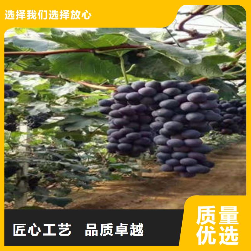 葡萄苗-梨樹苗訂制批發(fā)