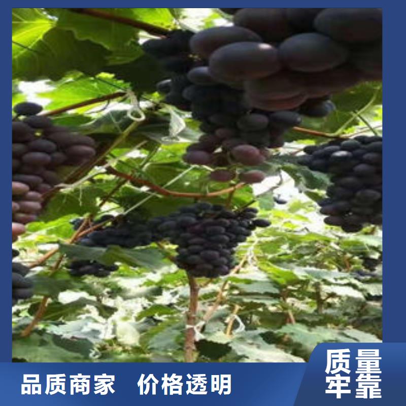 葡萄苗_梨树苗质检严格放心品质