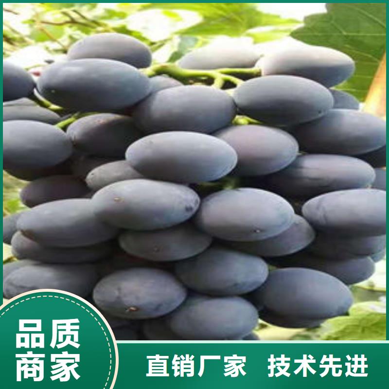 葡萄苗山楂苗厂家实力大