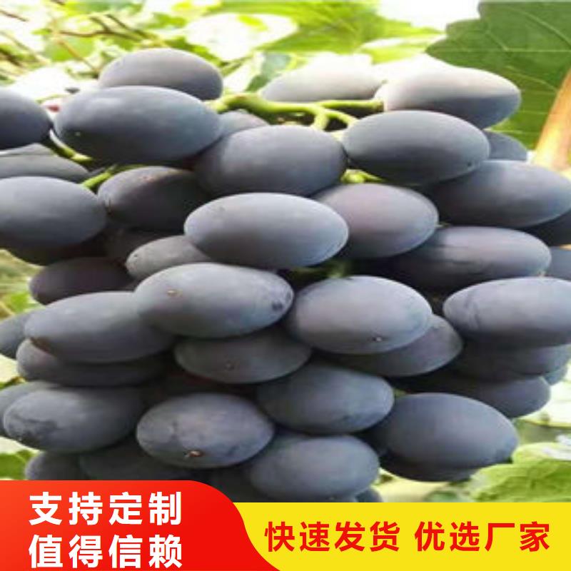 质量安心葡萄苗,【核桃苗】价格实惠