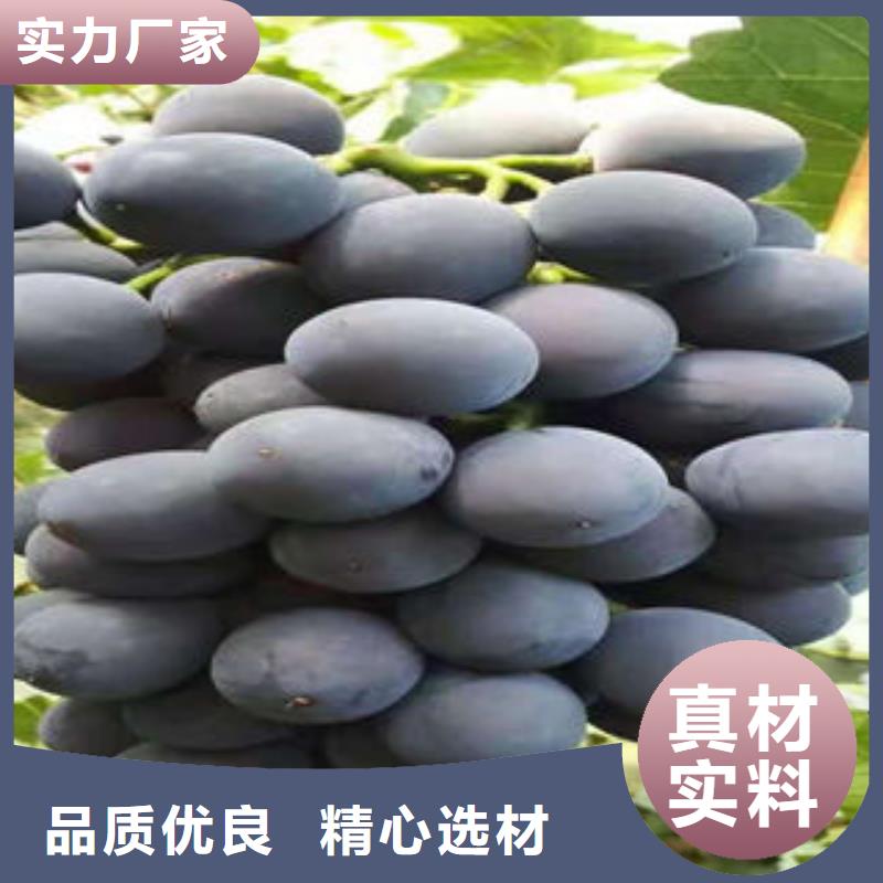 葡萄苗-核桃苗追求品质