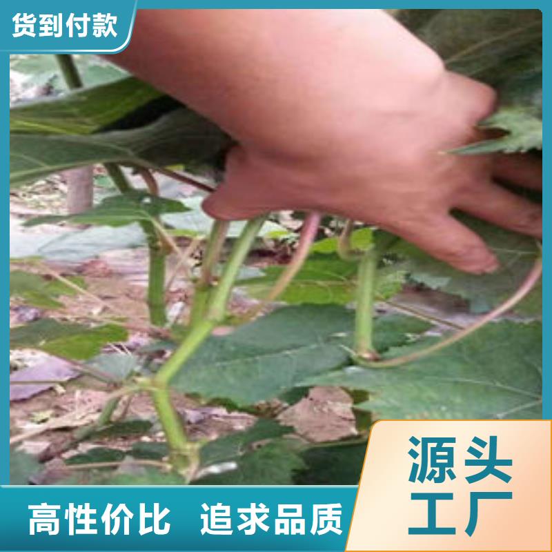 质量安心葡萄苗,【核桃苗】价格实惠