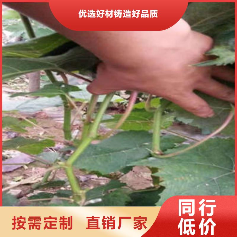 葡萄苗_板栗苗真正让利给买家