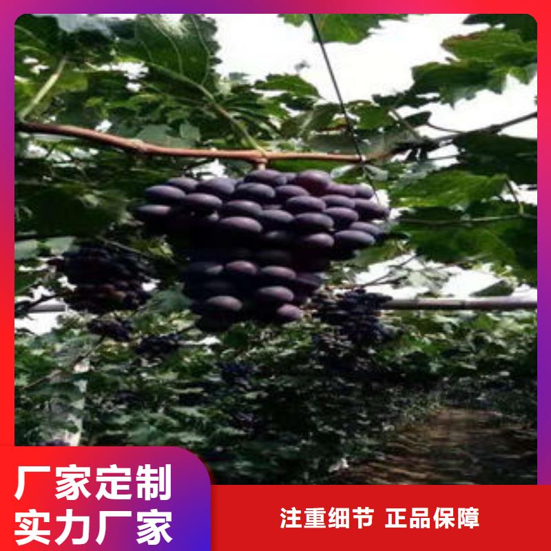 【厂家型号齐全 葡萄苗-花椒苗质优价保】-(兴海)
