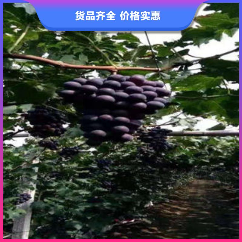 葡萄苗-核桃苗追求品质