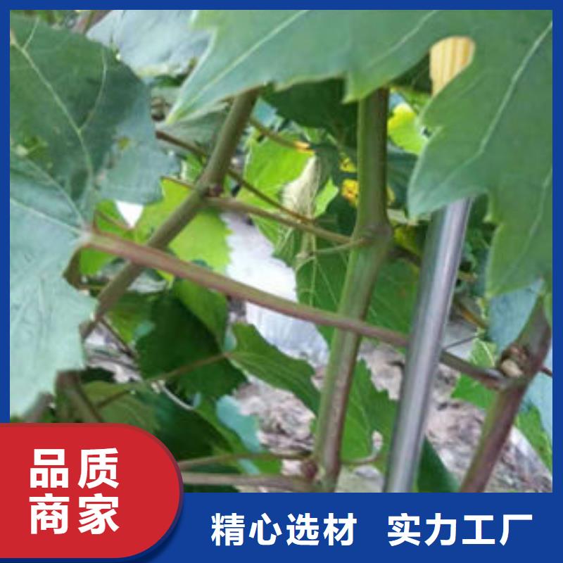 葡萄苗_板栗苗真正让利给买家