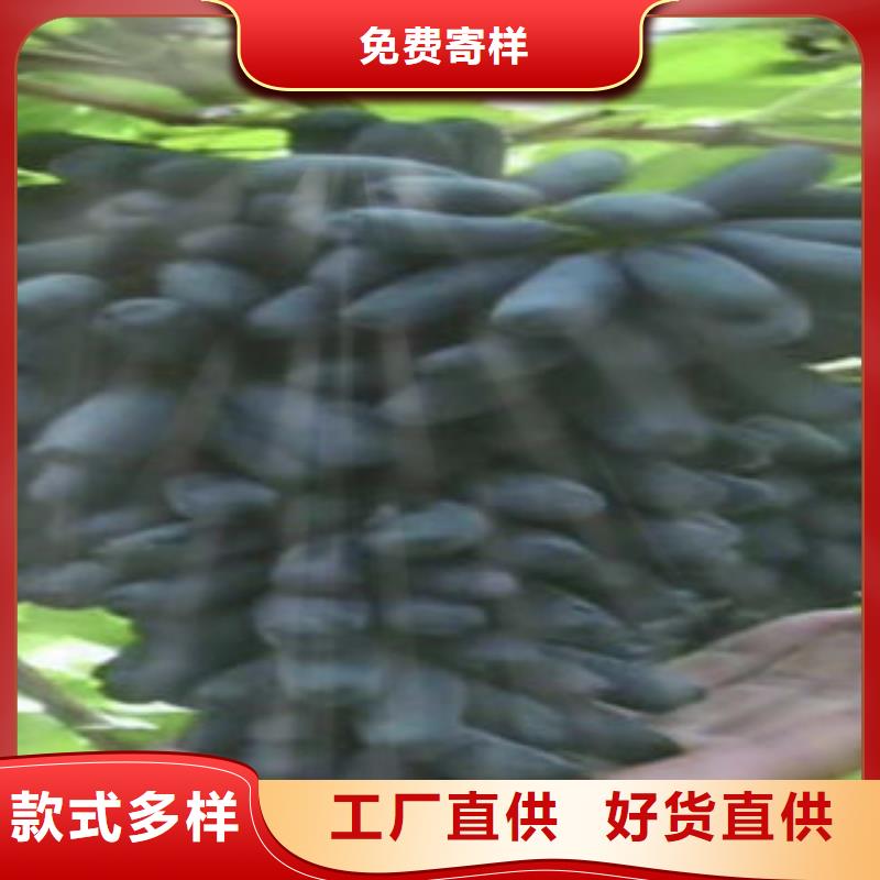 (上海)常年供应兴海葡萄苗 蓝莓苗用心做好细节