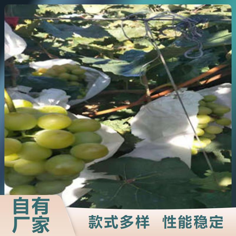 (上海)常年供应兴海葡萄苗 蓝莓苗用心做好细节