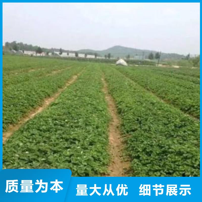 草莓苗板栗苗适用范围广