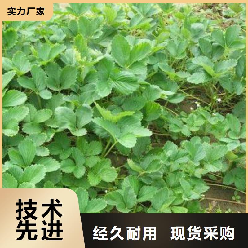 草莓苗-梨树苗直销厂家