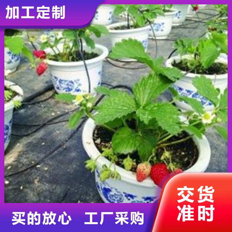 【草莓苗】桃树苗专业信赖厂家