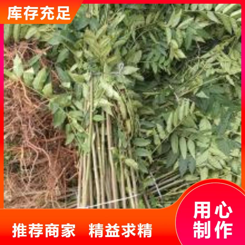 【香椿苗】,花椒苗的图文介绍-服务范围包括海门|如皋|南京|常州|镇江|连云港|泰州|苏州|徐州等