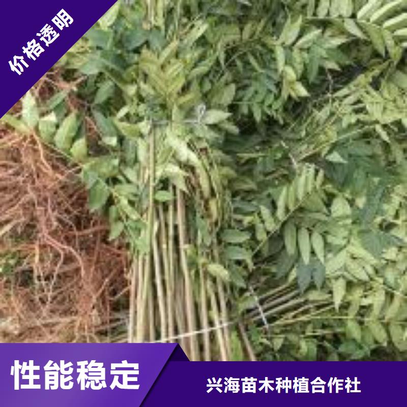 香椿苗-核桃苗精选优质材料