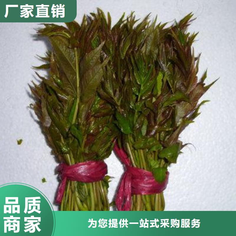 香椿苗桃树苗专注细节使用放心