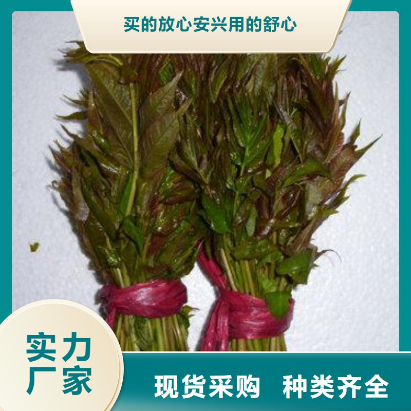 【香椿苗】,花椒苗的图文介绍-服务范围包括海门|如皋|南京|常州|镇江|连云港|泰州|苏州|徐州等