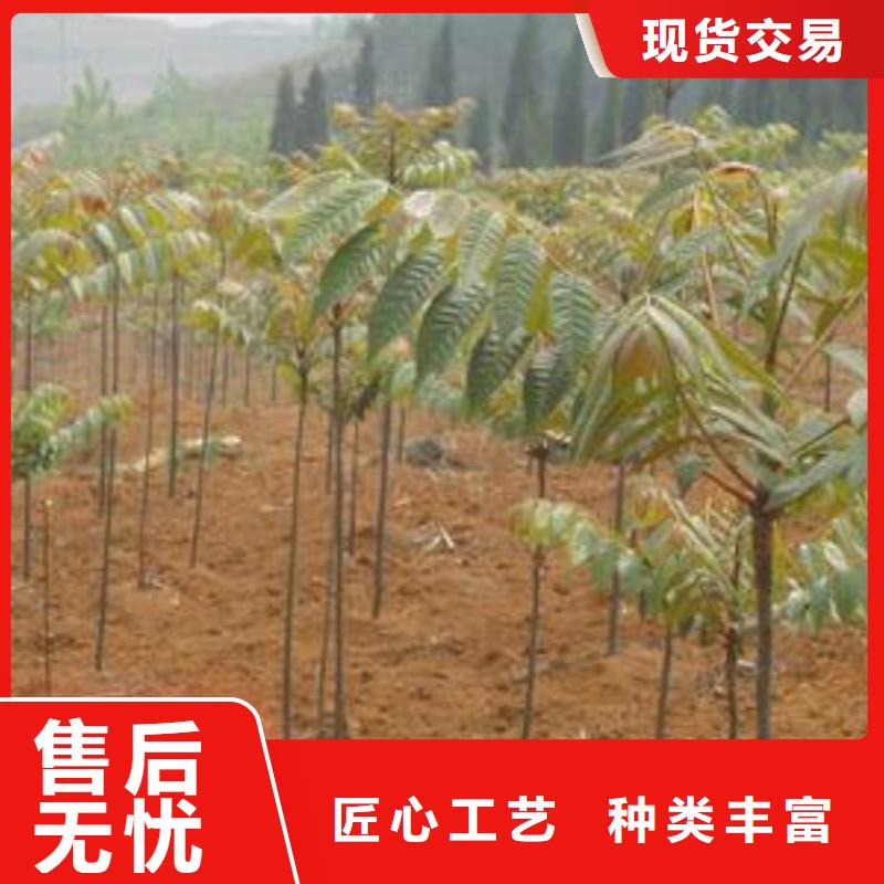 香椿苗板栗苗厂家直营