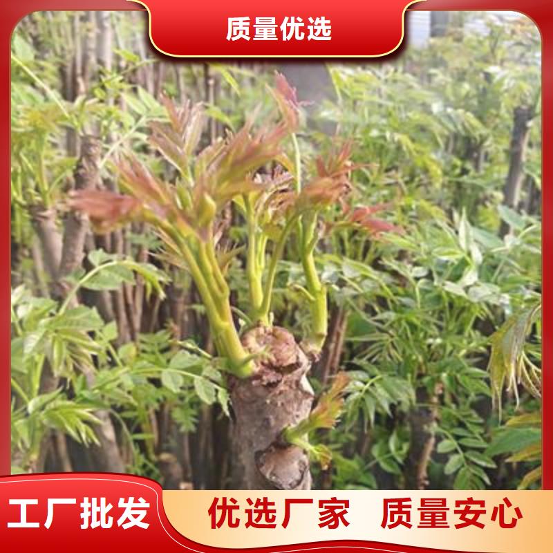核桃苗视频-核桃苗-安徽省黄山市(该地)厂家-徽州|休宁|亳州|池州|六安|宣城|芜湖