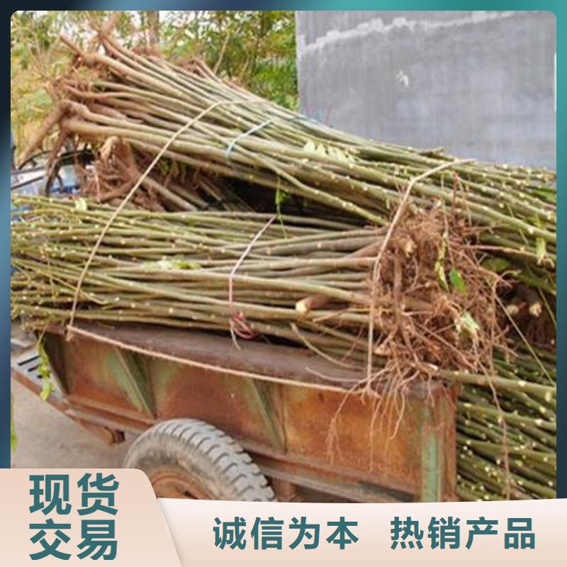 香椿苗桃树苗专注细节使用放心