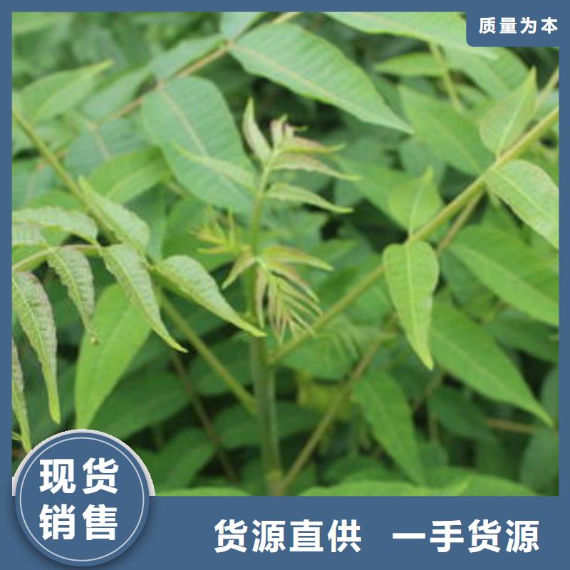 香椿苗,山楂苗全新升級品質(zhì)保障