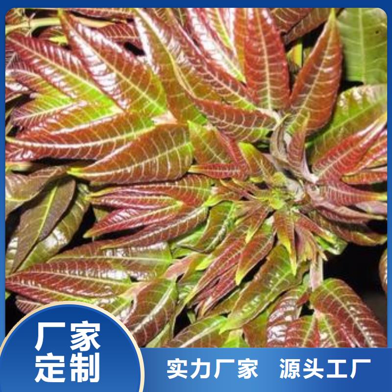 【香椿苗】山楂苗超产品在细节