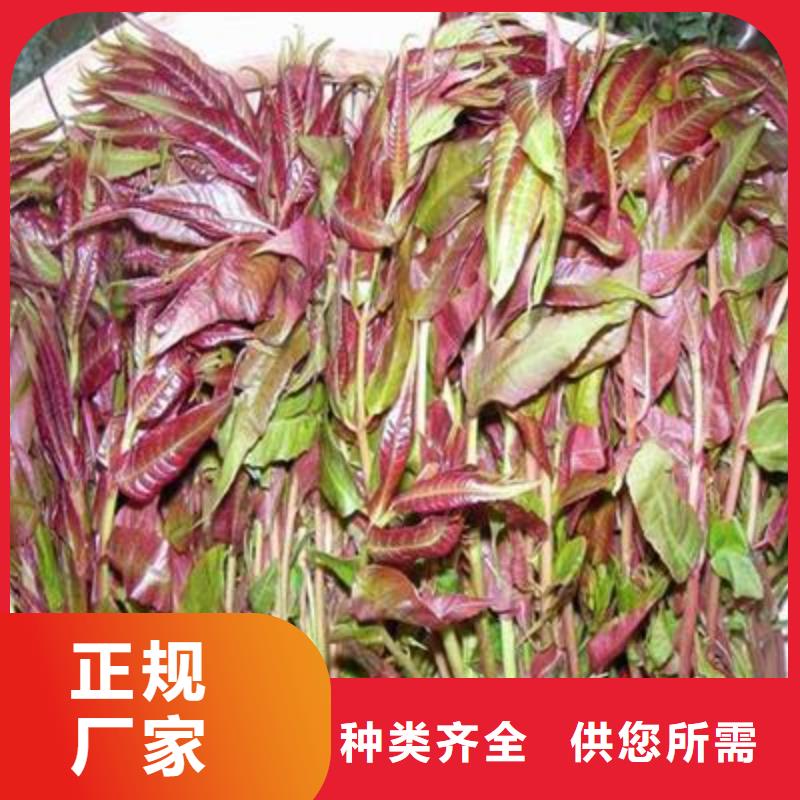香椿苗 【梨树苗】安心购-服务范围包括北镇|义县|葫芦岛|沈阳|盘锦|阜新|本溪|丹东|营口等