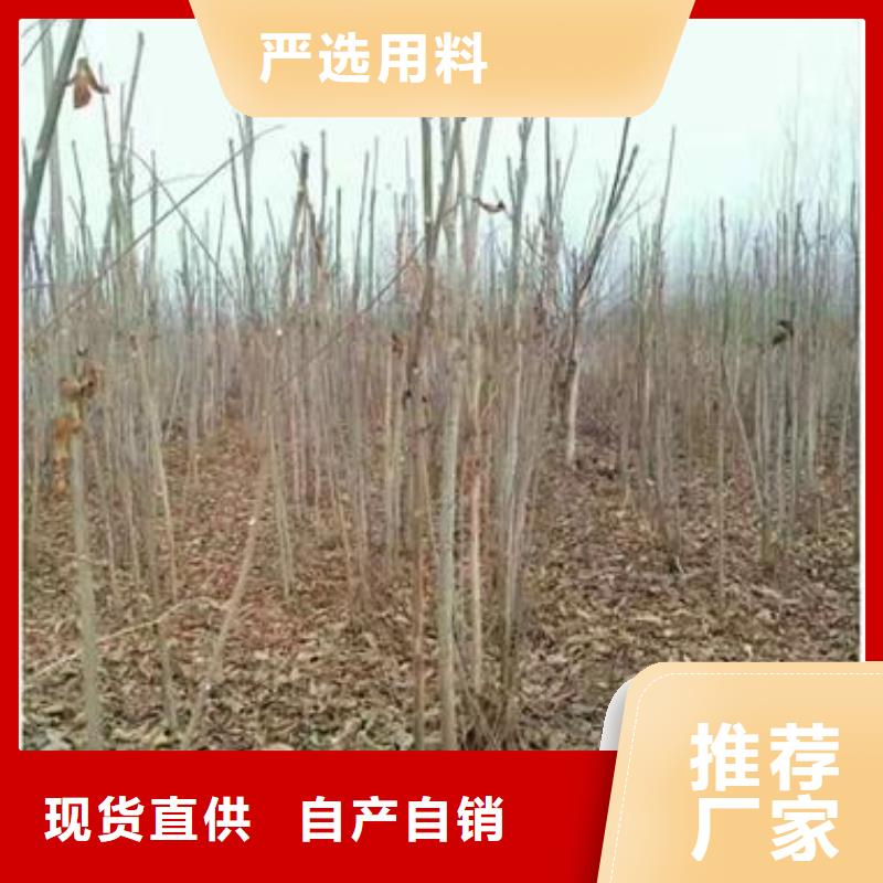 【香椿苗苹果苗根据要求定制】