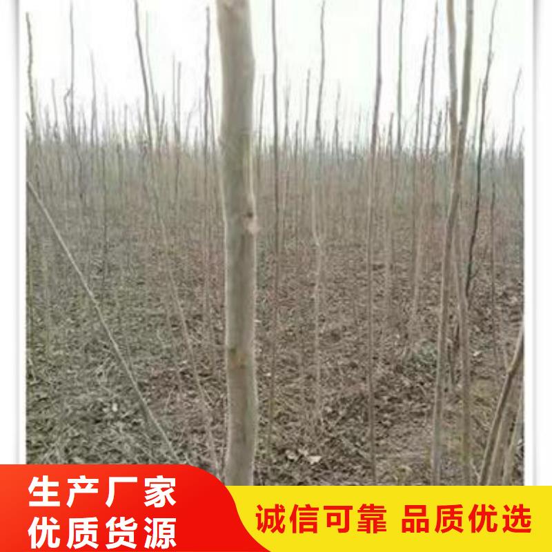 香椿苗_梨树苗货源直销