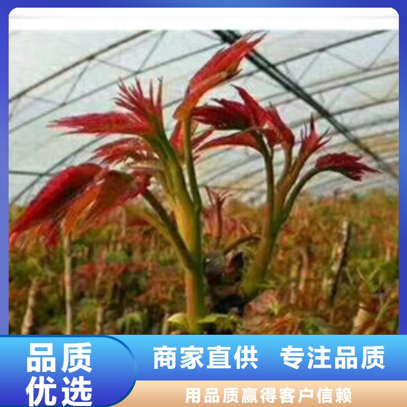 香椿苗板栗苗厂家直营