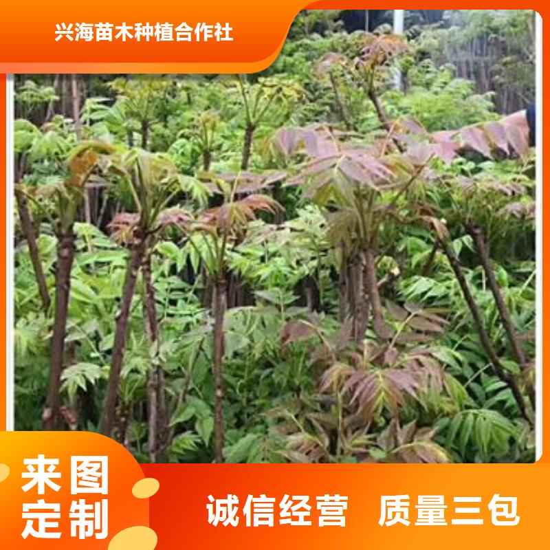 香椿苗 【板栗苗】专业生产品质保证覆盖范围含|黟县|休宁|阜阳|六安|亳州|马鞍山|淮北|芜湖