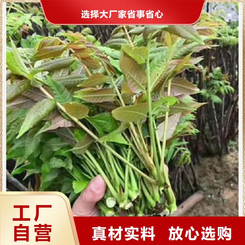 香椿苗核桃苗优选好材铸造好品质