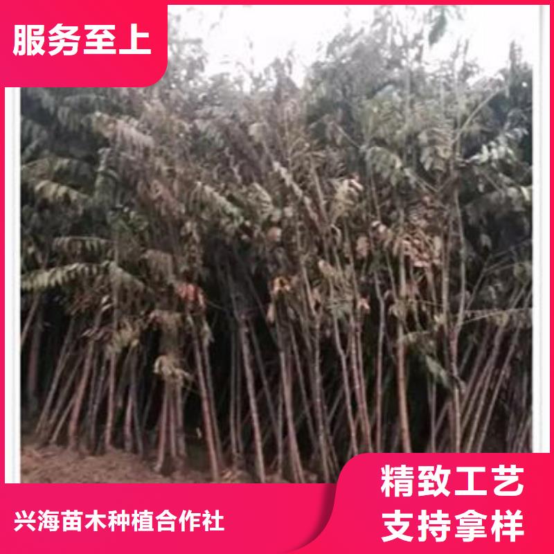 香椿苗板栗苗厂家直营