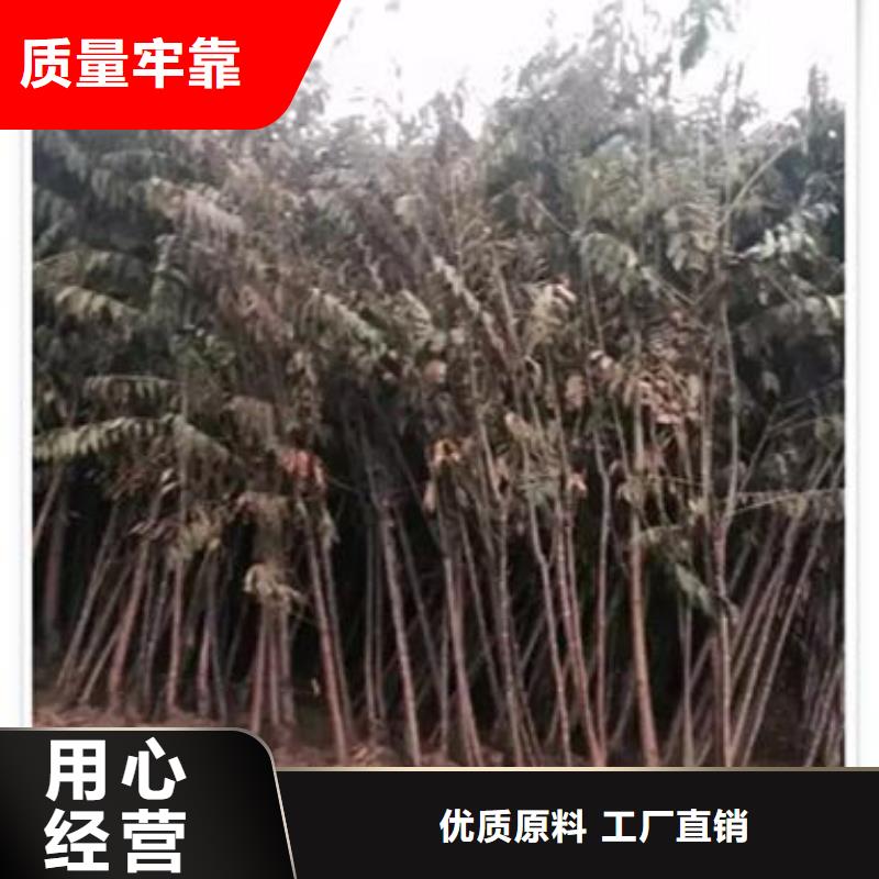 香椿苗板栗苗厂家直营