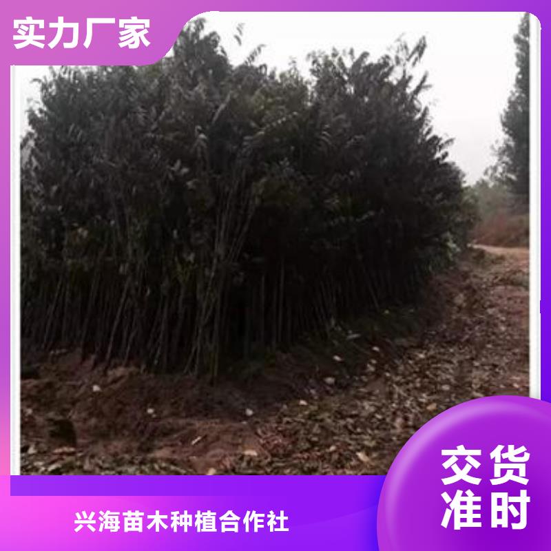 香椿苗 【梨树苗】安心购-服务范围包括北镇|义县|葫芦岛|沈阳|盘锦|阜新|本溪|丹东|营口等