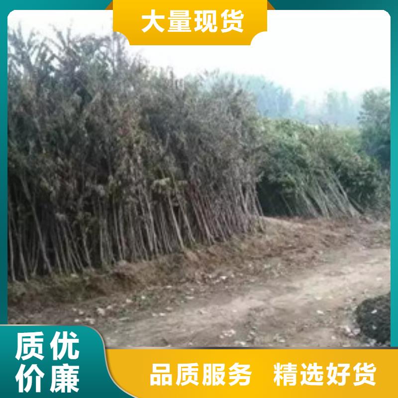 香椿苗,山楂苗全新升級品質(zhì)保障