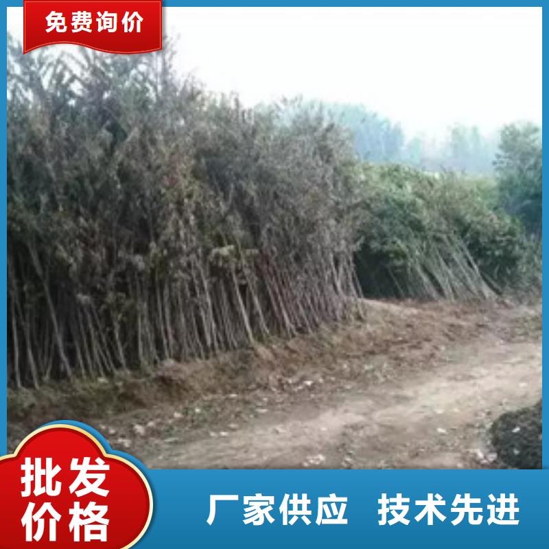 香椿苗蓝莓苗质量为本