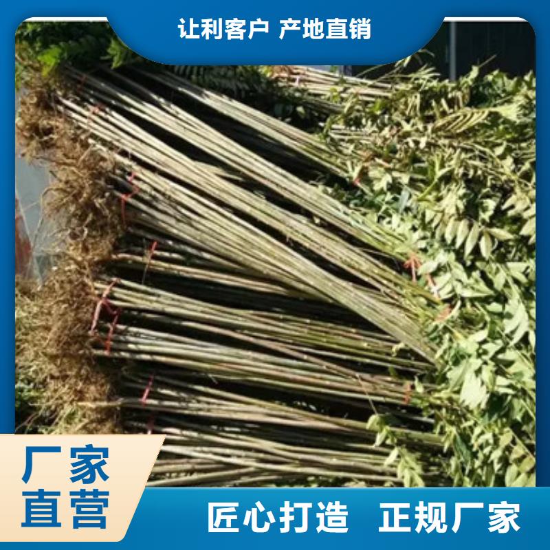 香椿苗 【梨树苗】安心购-服务范围包括北镇|义县|葫芦岛|沈阳|盘锦|阜新|本溪|丹东|营口等