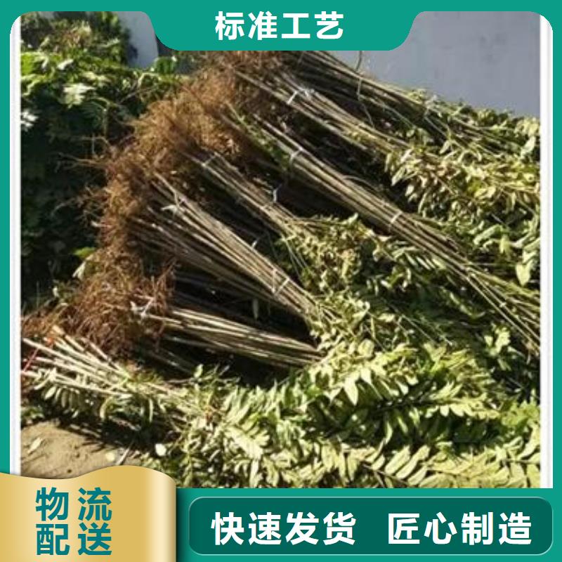 核桃苗-视频-核桃苗-安徽省黄山市(本地)经销商-休宁|歙县|合肥|宿州|六安|池州|安庆