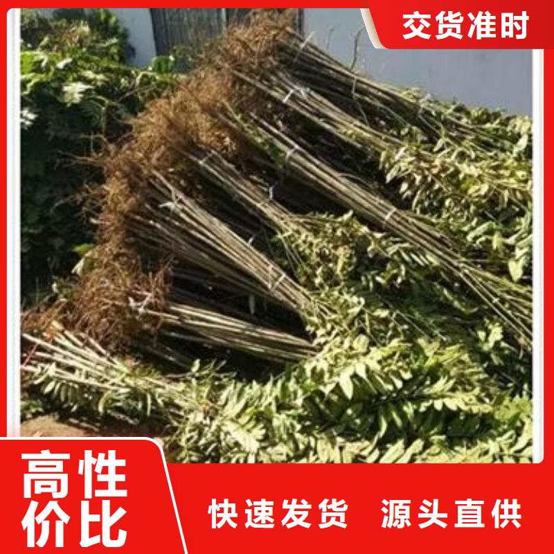 香椿苗梨树苗多家仓库发货