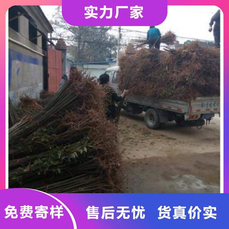 香椿苗 【板栗苗】专业生产品质保证覆盖范围含|黟县|休宁|阜阳|六安|亳州|马鞍山|淮北|芜湖