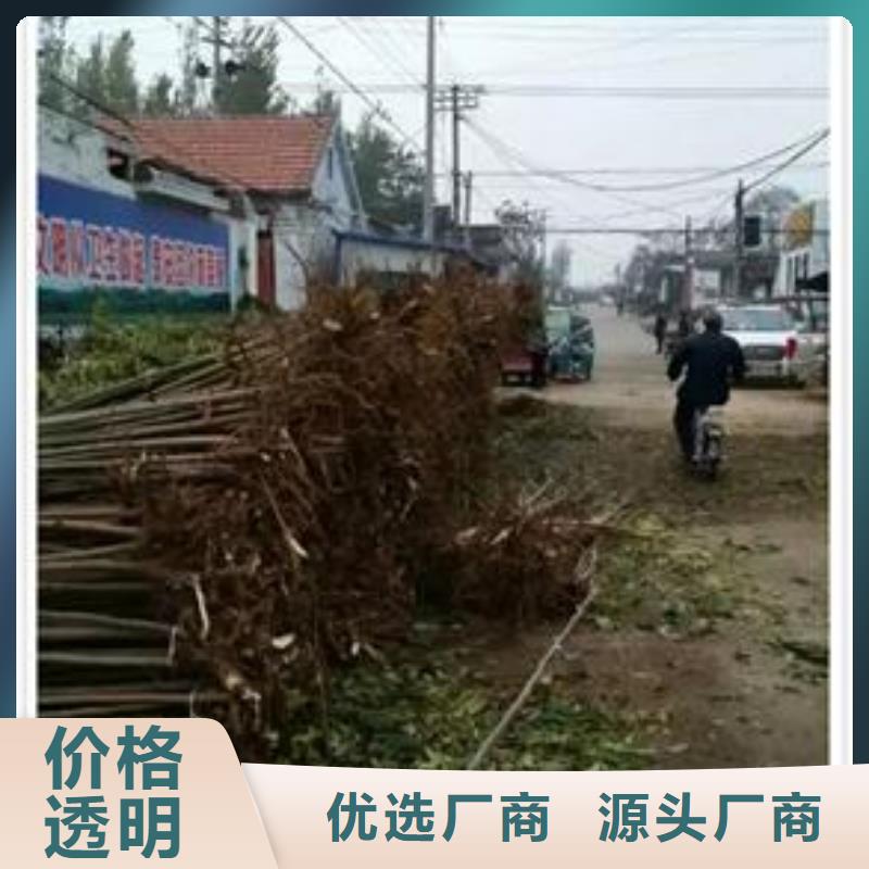 香椿苗 【梨树苗】安心购-服务范围包括北镇|义县|葫芦岛|沈阳|盘锦|阜新|本溪|丹东|营口等