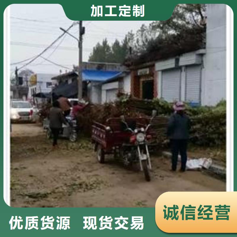 香椿苗-梨树苗匠心工艺