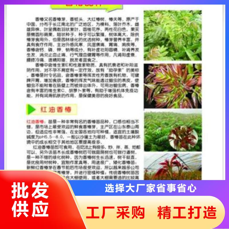 天津同城【兴海】香椿苗-葡萄苗多年实力厂家